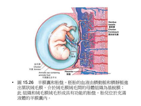 臍靜脈 充氧血|胚胎學